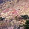 湯河原梅林