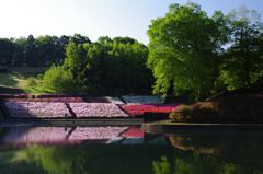 P4979つつじの丘公園