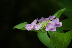 P1320紫陽花
