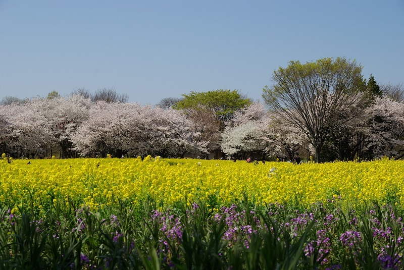 P6287昭和記念公園の菜の花と桜