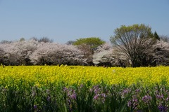 P6287昭和記念公園の菜の花と桜