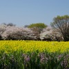 P6287昭和記念公園の菜の花と桜