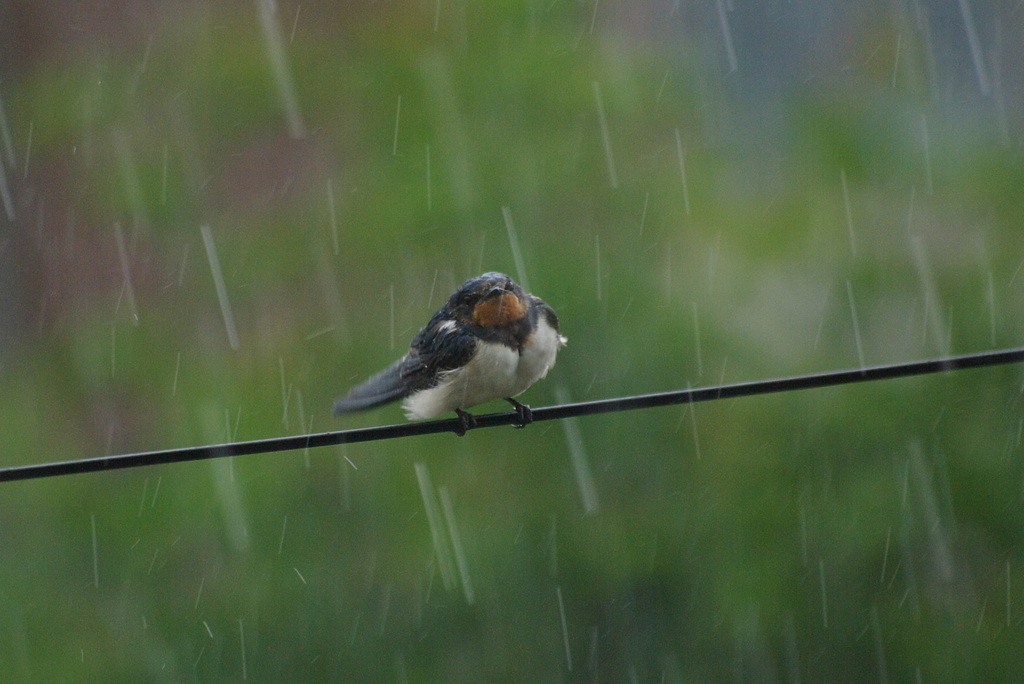 つばめ1　雨降りやだな！（組１）