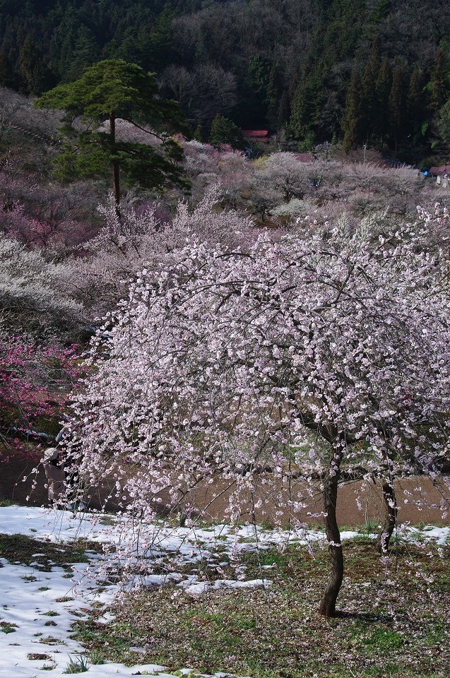 P4823吉野梅郷