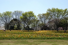 P6283昭和記念公園のアイスランドポピー