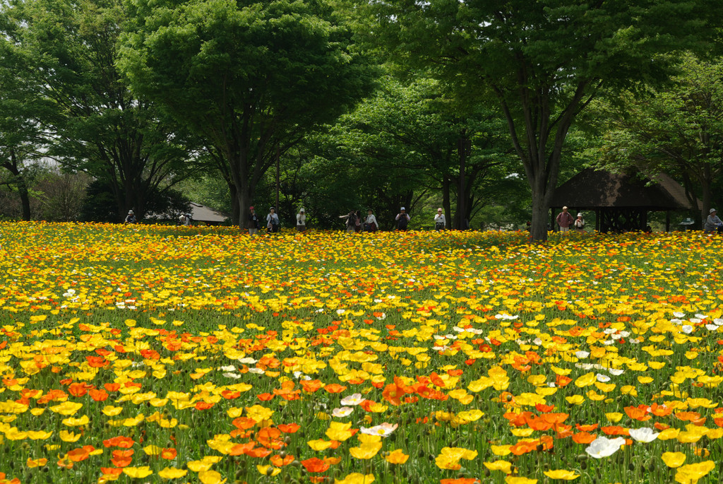 P0335昭和記念公園ポピー