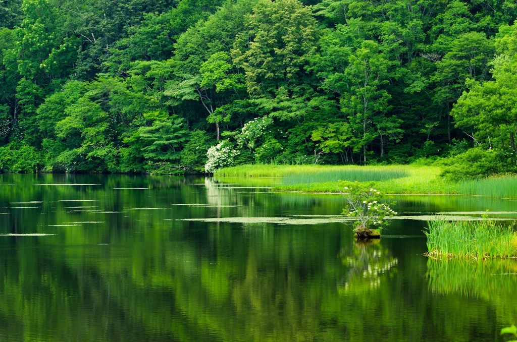 緑を写す