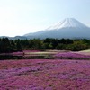P7798富士芝桜