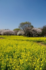 P6290昭和記念公園の菜の花と桜