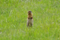 Ground Squirrel