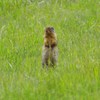 Ground Squirrel