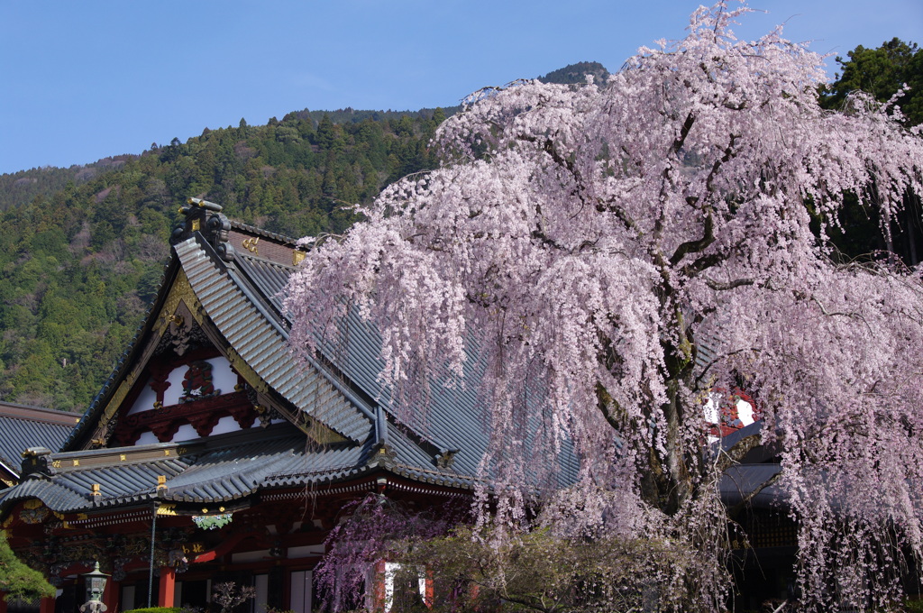 久遠寺枝垂れ桜と祖師堂