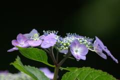 P1314紫陽花