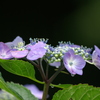 P1314紫陽花