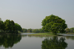P0431昭和記念公園水鳥の池
