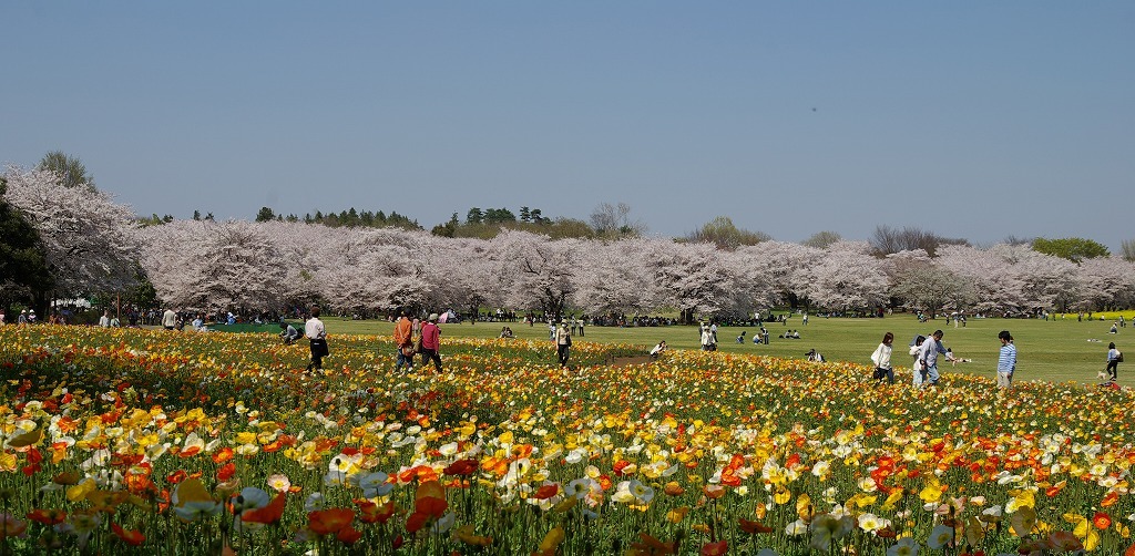 P6280アイスランドポピーと桜