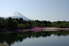 P7804富士芝桜