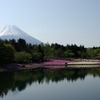 P7804富士芝桜