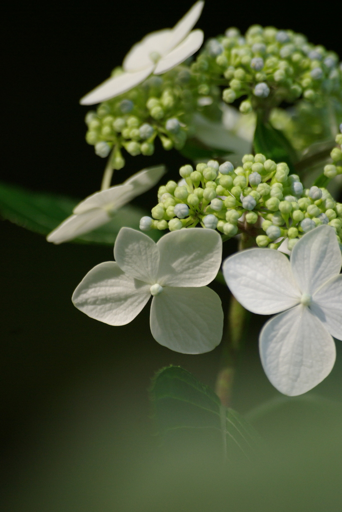 P1295紫陽花