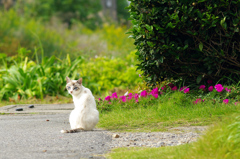 美猫