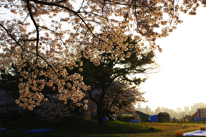 午前六時の桜街
