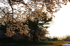 午前六時の桜街