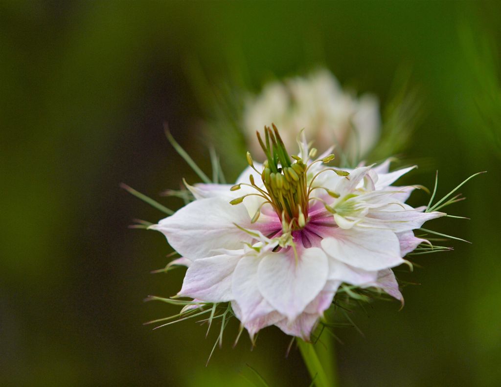 Love in a mist　