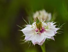 Love in a mist　