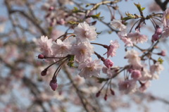 Sakura at Nagasaki 2010