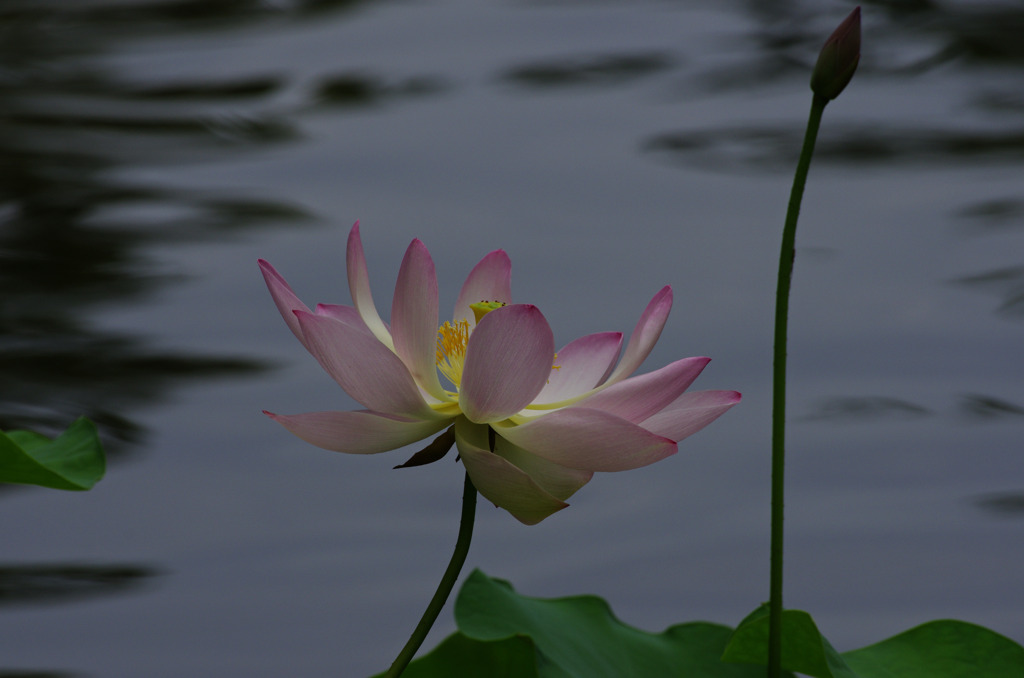 極楽浄土