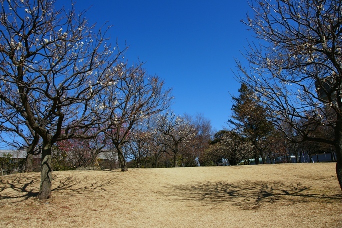 早春の公園