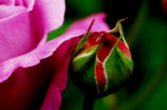 薔薇の親子