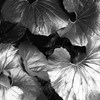 園芸種（ツワブキ）