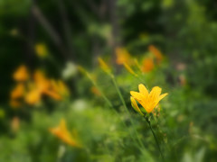 ここにしか咲かない