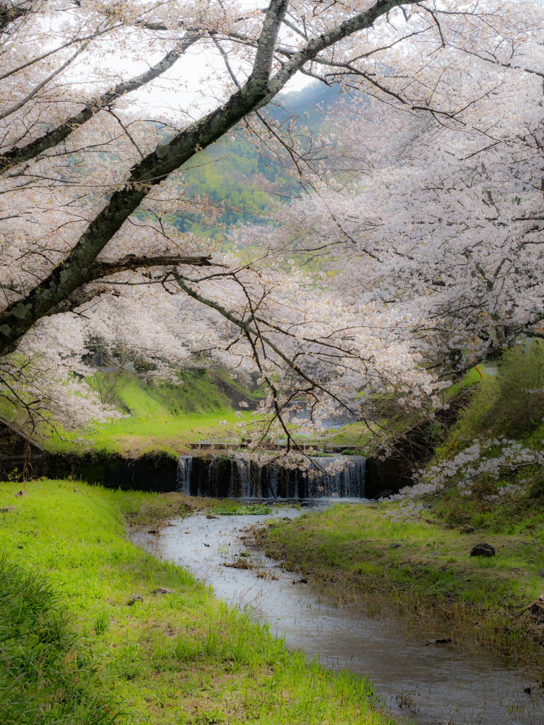 玉川の桜