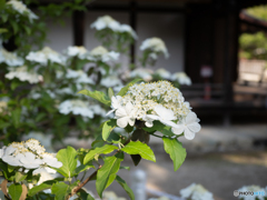 唐招提寺 御影堂の瓊花