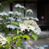 唐招提寺 御影堂の瓊花