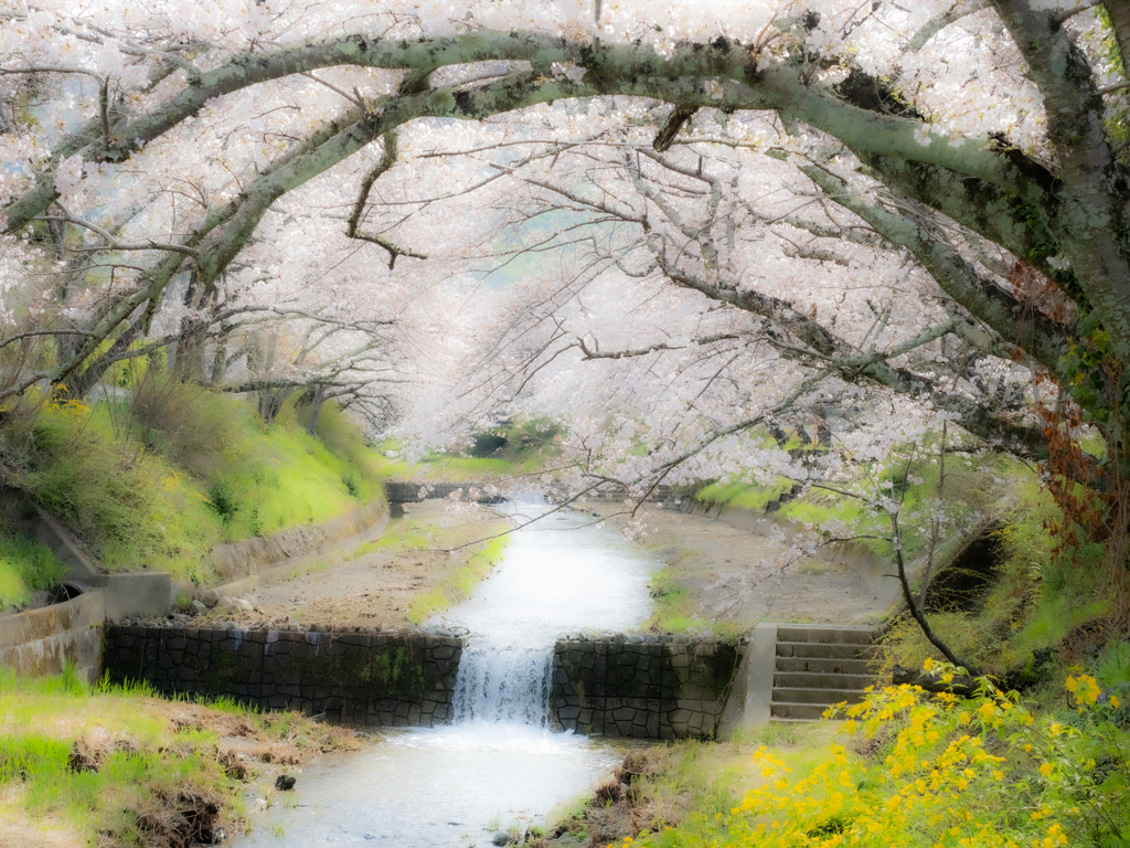 玉川の桜２