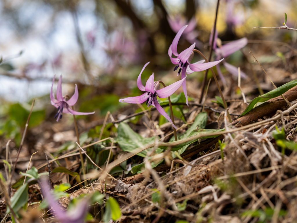 大和葛城山　カタクリの花
