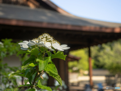 唐招提寺 御影堂の瓊花