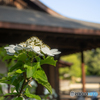 唐招提寺 御影堂の瓊花