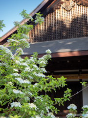 唐招提寺 御影堂の瓊花