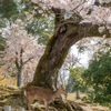 奈良公園の桜と鹿