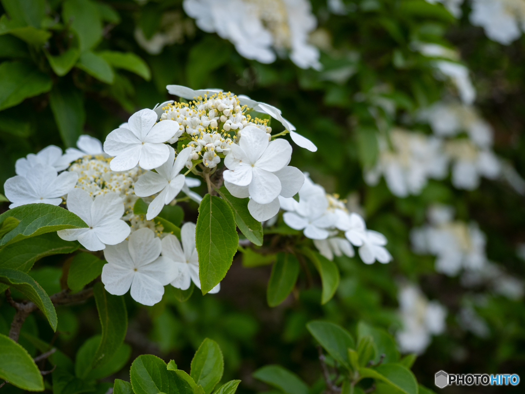 唐招提寺 御影堂の瓊花