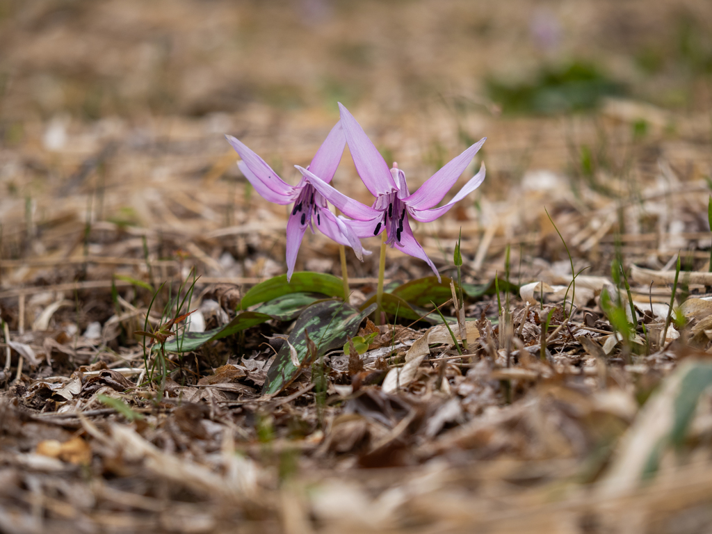 大和葛城山　カタクリの花