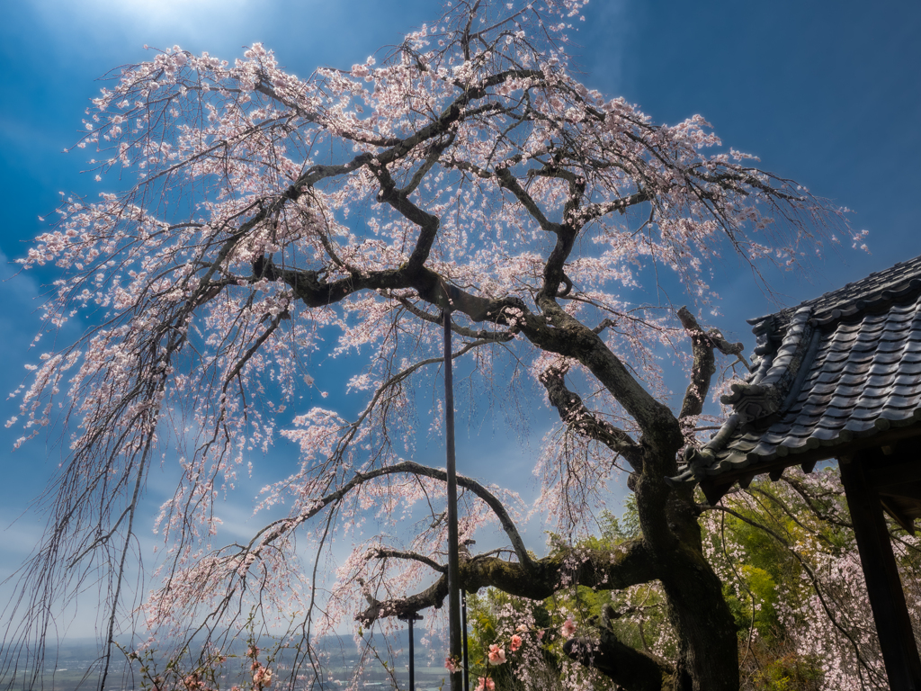 地蔵禅院のしだれ桜