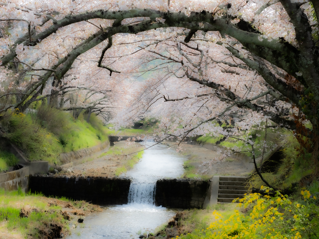 玉川の桜