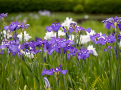 菖蒲