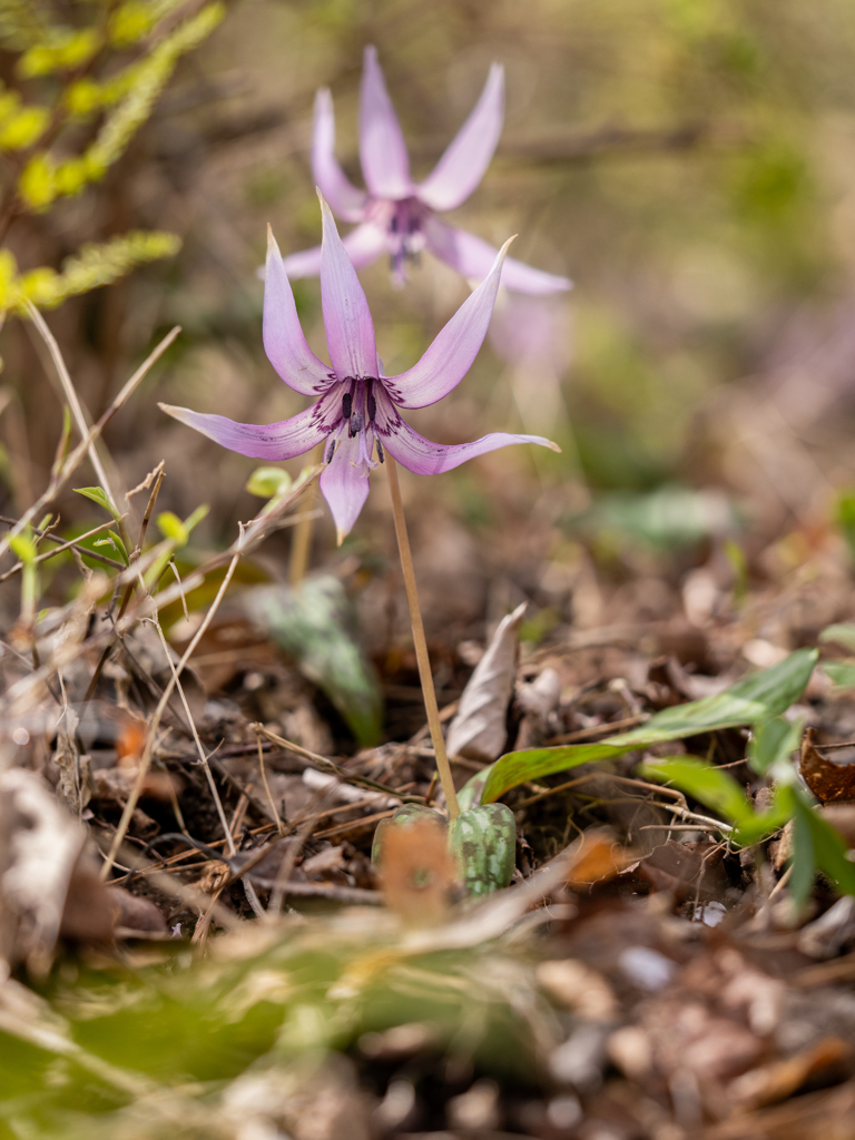 大和葛城山　カタクリの花