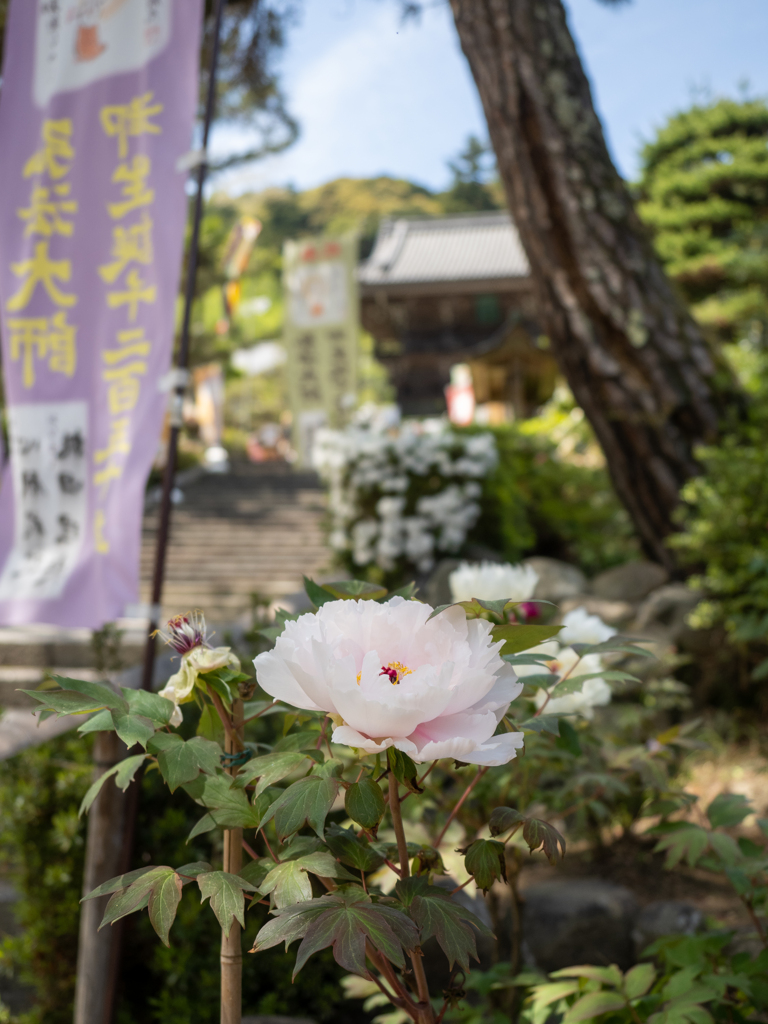 長谷寺の牡丹